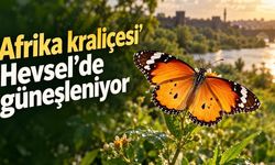 'Afrika kraliçesi' Hevsel'de güneşleniyor