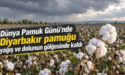 Dünya Pamuk Günü’nde Diyarbakır pamuğu yağış ve dolunun gölgesinde kaldı