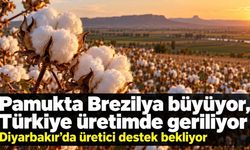 Pamukta Üretim Geriliyor:  Üreticinin Gözü Desteklerde