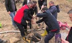 Kanalizasyon Çukurunda Mahsur Kalan Köpek İtfaiye Ekiplerince Kurtarıldı
