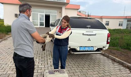 Diyarbakır’da Yaralı Şahin Ekiplerce Kurtarıldı