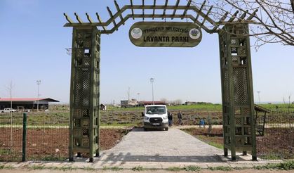 Diyarbakır'da 2 Bin 500 Yeni Lavanta Fidanı Toprakla Buluştu