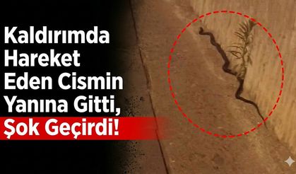 Kaldırımda Hareket Eden Cismin Yanına Gitti, Şok Geçirdi!