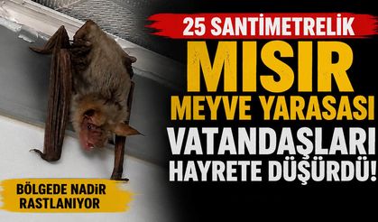 25 Santimetrelik Mısır Meyve Yarasası Vatandaşları Hayrete Düşürdü