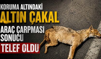 Koruma Altındaki Altın Çakal Araç Çarpması Sonucu Telef Oldu