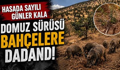Hasada Sayılı Günler Kala Domuz Sürüsü Bahçelere Dadandı