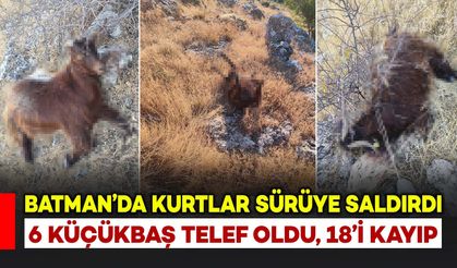Kurtlar sürüye saldırdı: 6 küçükbaş telef, 18’i kayıp