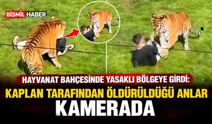 Hayvanat bahçesinde yasaklı bölgeye girdi: Kaplan tarafından öldürüldüğü anlar kamerada
