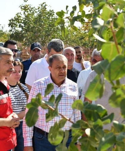 Şanlıurfa’da Boz Fıstıkta İlk Hasat Gerçekleşti
