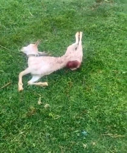 Başıboş sokak köpekleri, iki keçiyi telef etti