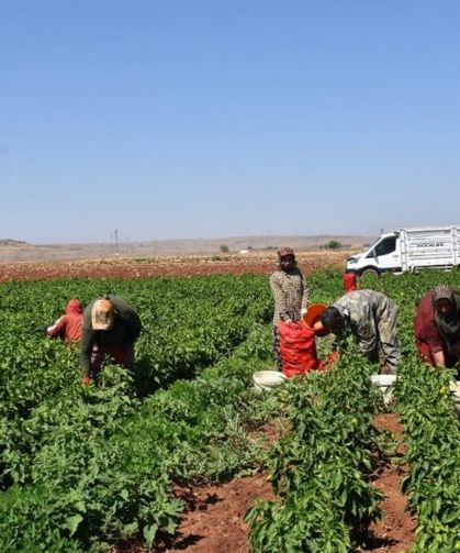 Sıcaklara Rağmen Biber Hasadında Kadınların Azmi Sürüyor