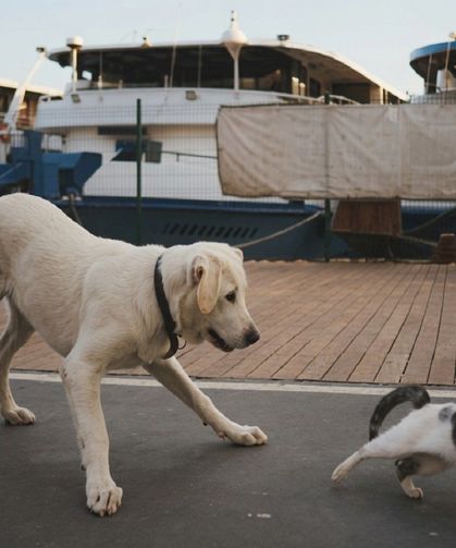 Türkiye'de Sahipsiz Köpek Sorunu Yeniden Gündemde