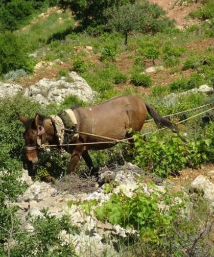 Dik yamaçlarda Asırlık Tarım Yöntemi Hayat Buluyor