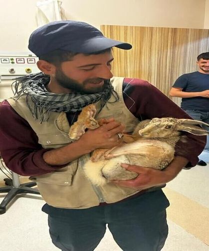 Diyarbakır'da Bulunan Hamile Tavşan Hastane Bahçesinde Tedavi Edildi