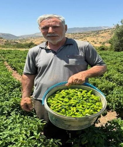 Diyarbakır’ın Tescilli Lezzeti Çermik Biberi Tezgâhlarda Yerini Aldı