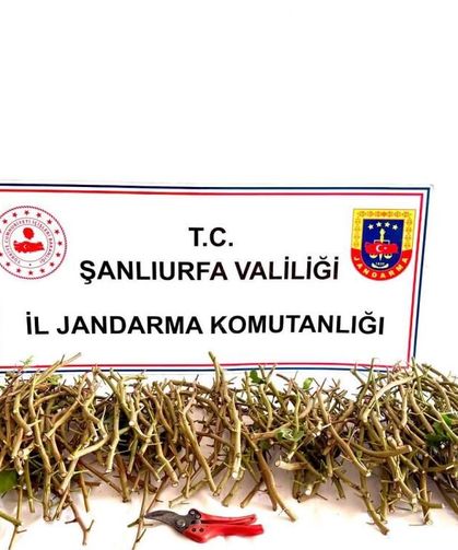Bahçeden Aşı Kalemi Çalan 3 Şahıs Yakalandı