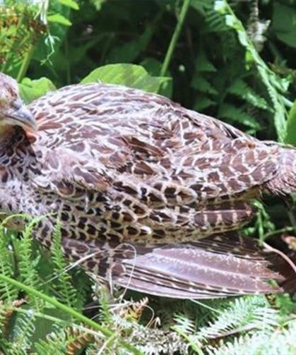 Bakan Yumaklı Açıkladı: 62 İle 51 Bin Keklik ve Sülün Salınıyor