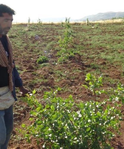 Fıstık Bahçelerinde Aşılama Sezonu Başladı
