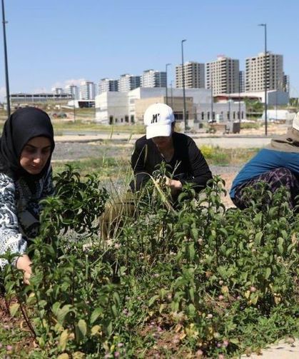 Kadınların Yetiştirdiği  tıbbi ve aromatik Bitkilerin İlk Hasadı Yapıldı