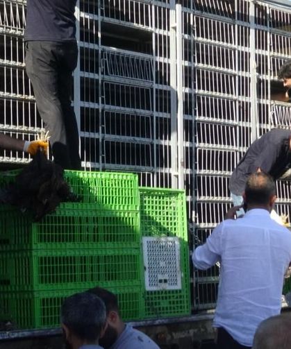 Üreticilere Kanatlı Hayvan ve Ekipman Dağıtımı Gerçekleştirildi