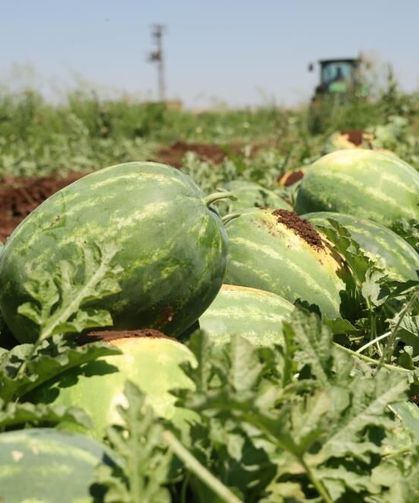 Lezzeti Toprağından, Şöhreti İriliğinden: Diyarbakır Karpuzunda Hasat Dönemi
