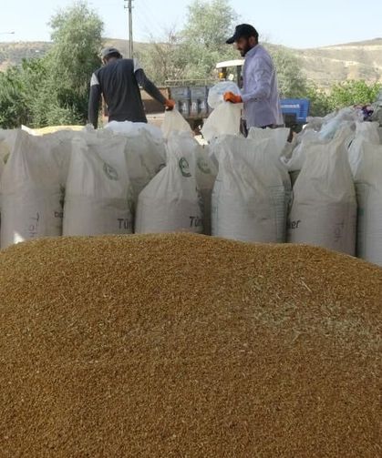Bölgede Arpa ve Buğday Hasadı Başladı: Verim Çiftçiyi Sevindirdi