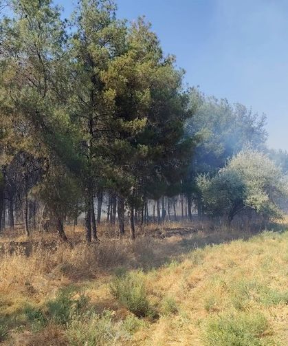 Dicle Üniversitesi Yerleşkesinde Örtü Yangını Paniği