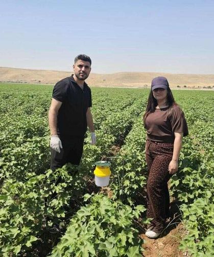 Pamukta Verim Kaybına Karşı Ekipler Sahada
