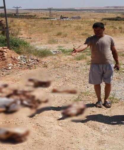 Yol Kenarına Atılan At Kafatasları Ve Kemikleri Vatandaşları Tedirgin Etti