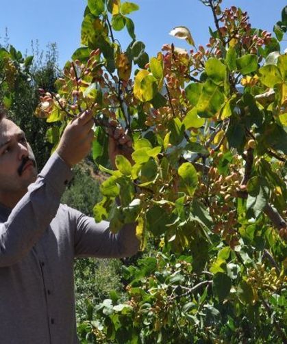 38 Derece Sıcaklıkta Zorlu Hasat: Fıstık Üreticisi ve İşçiler Sahada