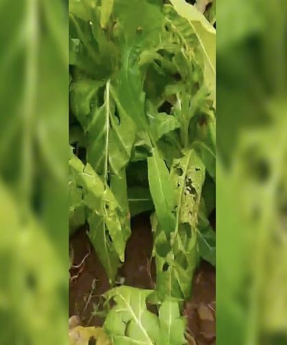 Etkili Olan Dolu Yağışı Nedeniyle Tütün ve Ekili Tarım Arazileri Zarar Gördü