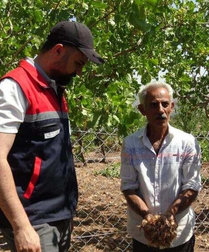 Merak Ettiği Safran Çiftçinin Yüzünü Güldürdü