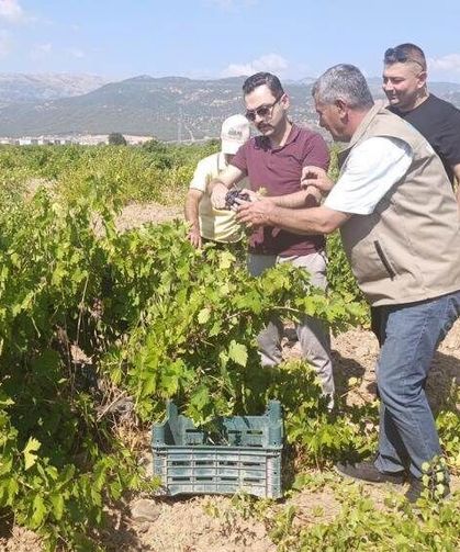 Binbir Emekle Yetiştirilen Üzümler Kasalardaki Yerini Alıyor