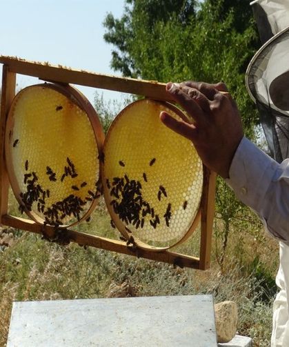 Bal Hasadına Son 10 Gün: Arıcılar Bu Sene Umutlu