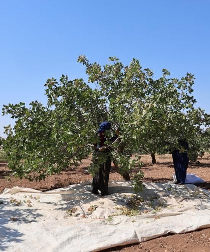 Diyarbakır'da "Yeşil Altın" Mesaisi: 40 Derece Sıcakta Zorlu Hasat