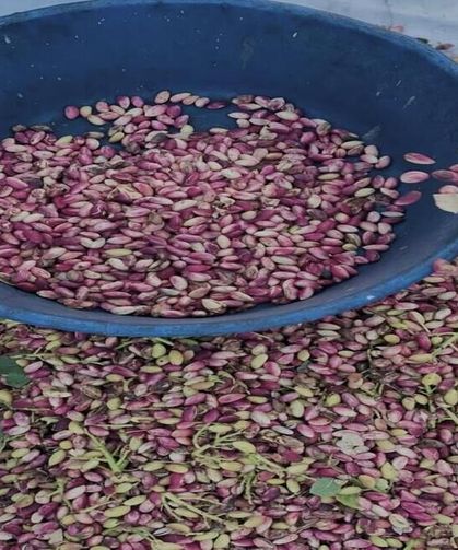 Fıstık Üreticilerine Erken Hasat Uyarısı Yapıldı