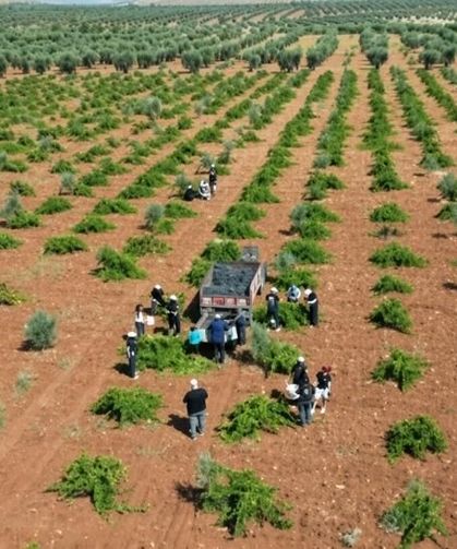 4 Ülkeden Gençler Kilis'te Üzüm Hasadında Buluştu