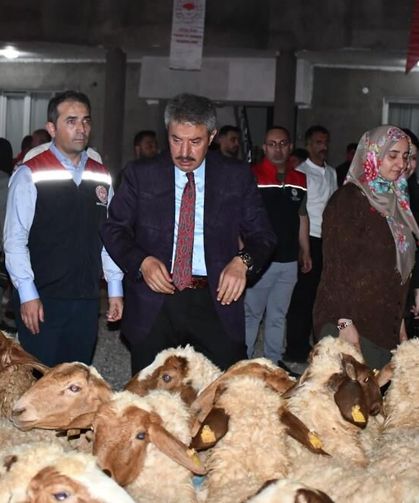 Cumhurbaşkanlığı Desteğiyle Kadın Çiftçiye Hayvancılık Desteği