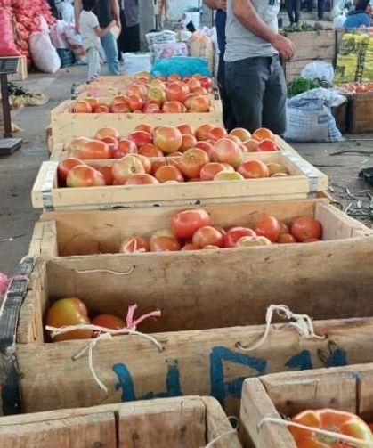 Çüngüş’te Ata Tohumu Domates Hasadı Başladı