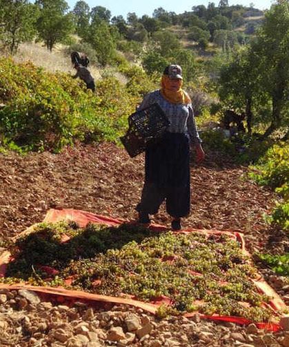 Bağ Bozumu Başladı: Kışlık Kuru Üzüm İçin Hummalı Çalışma