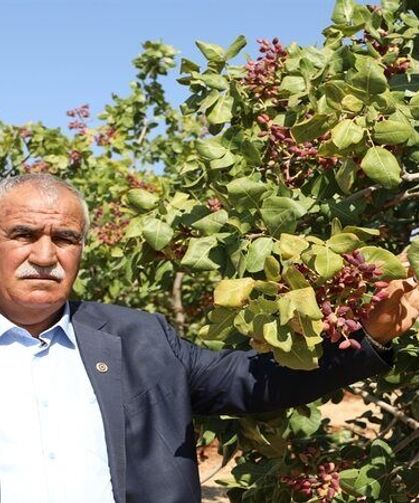 ‘Yeşil Altın’da Hasat Sürüyor: Üretici Fiyat Farkından Şikayetçi