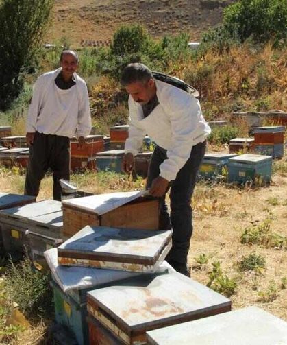 Kato ve Kel Mehmet dağlarının arasında bal hasadı heyecanı