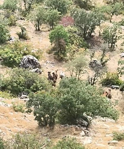 Yaylada ortaya çıkan domuz sürüsü dikkat çekti