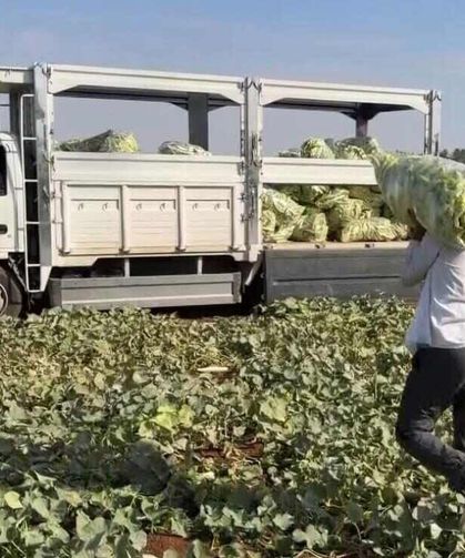 Erken Saatlerde Başlayan Acur Hasadı Tarlalardan Toplanıyor