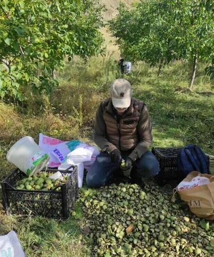 Sason’da Sonbahar Renkleriyle Birlikte Ceviz Mesaisi de Başladı