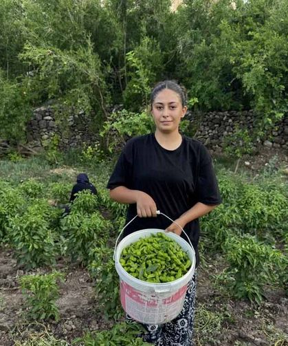 Coğrafi Tescilli Çermik Biberinde Son Hasat Heyecanı Başladı