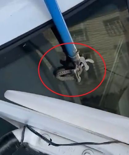 Bagajına yılan giren araç sahibinin yardımına esnaf yetişti