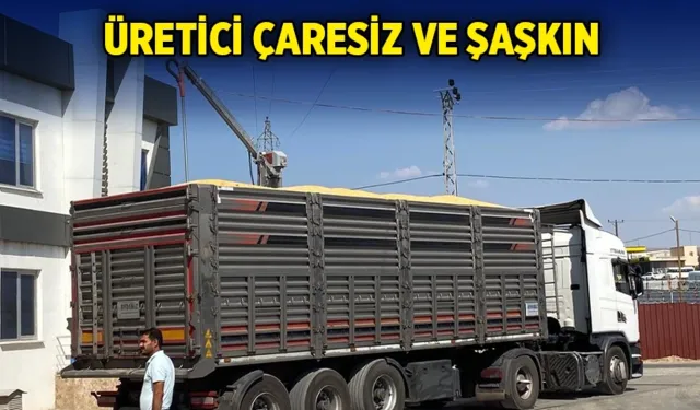 MISIR ÜRÜNÜN ÖNLENEMEYEN DÜŞÜŞÜ!