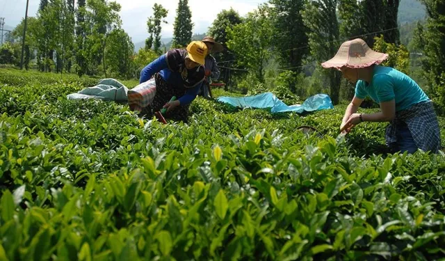 30 Kasım'da Çay Üreticilerine Ödemeler Yapılacak