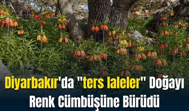 Diyarbakır'da "ters laleler" Doğayı Renk Cümbüşüne Bürüdü